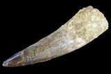 Bargain, Real Spinosaurus Tooth - Composite Tip #89111-1